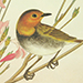 Shunko Tsuchioka Gallery